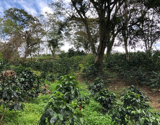 Coffee Farm and Salento Walking Tour With Lunch - Recap