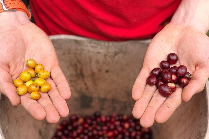 Coffee Farm and Salento Walking Tour With Lunch - Tour Details and Logistics