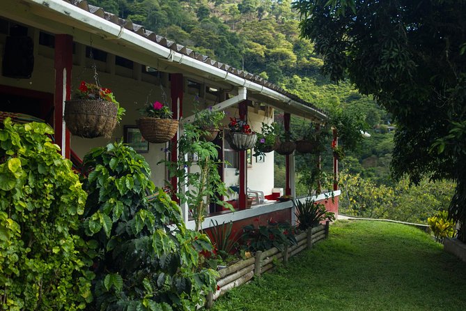 Coffee Farm Experience at Café De La Cima From Medellín - Key Points