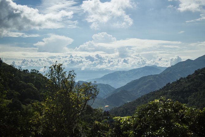 Coffee Farm Experience at Café De La Cima From Medellín - Discover the Coffee-Growing Process