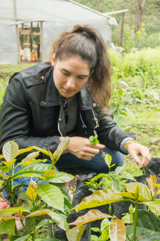 Coffee Farm Experience at La Palma & El Tucán From Bogotá - Coffee Production Process