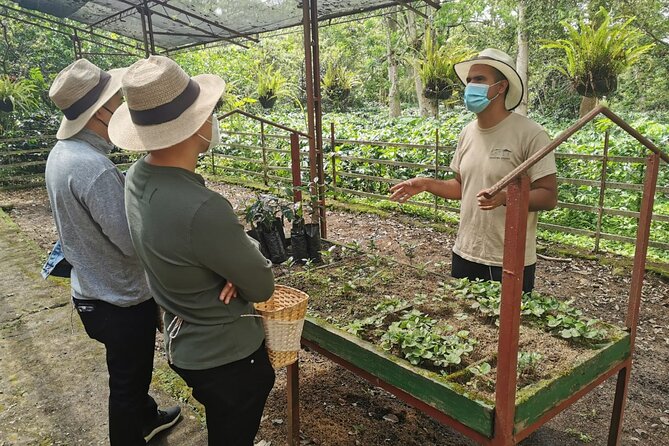 Coffee Farm - Group Tour and Daily Departure - Health and Safety Considerations