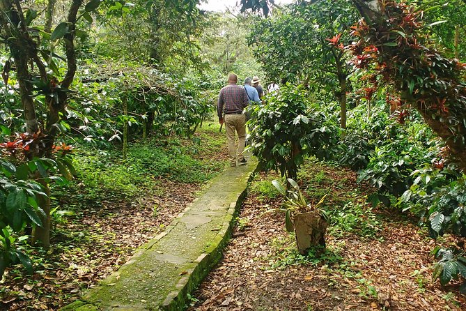 Coffee Farm Hacienda Coloma • Private Car 8H • Tickets Guide Rum - Overview of the Coffee Farm Tour