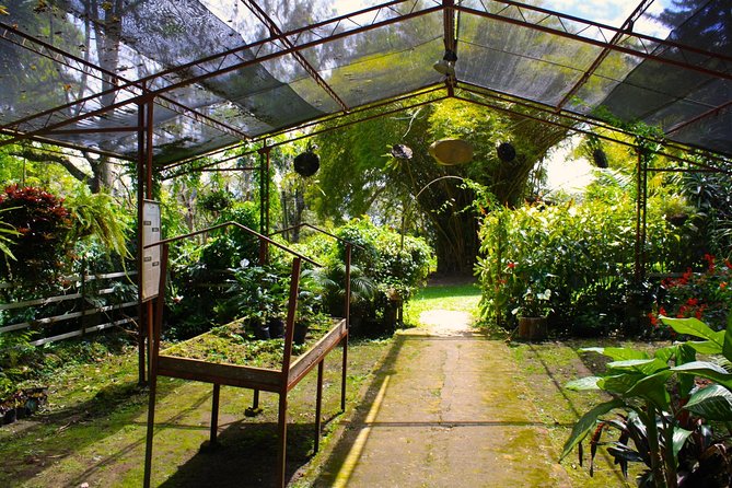Coffee Farm Hacienda Coloma • Private Car 8H • Tickets Guide Rum - Guided Tour of the Coffee Farm