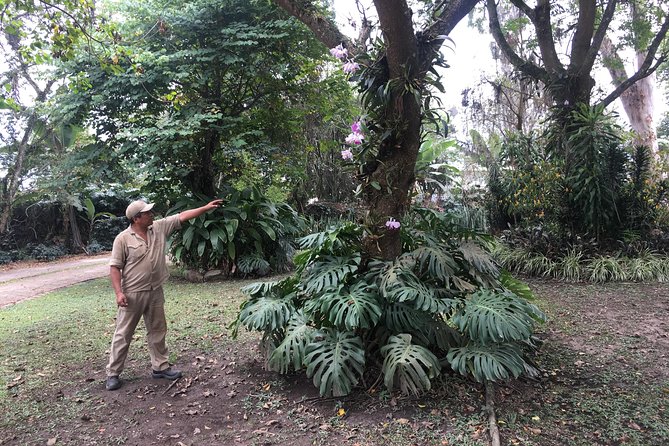 Coffee Farm Hacienda La Coloma Private Tour With Optional Lunch - Hands-on Coffee Activities