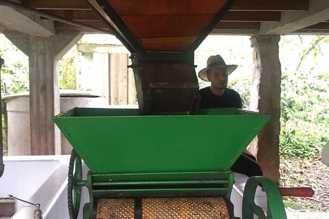 Coffee Farm Hacienda La Coloma Private Tour With Optional Lunch - Tour Recommendation for Travelers