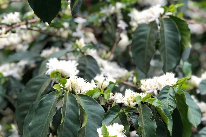Coffee Farm Tour, Coffee Roasting and Tasting Experience - Reviews