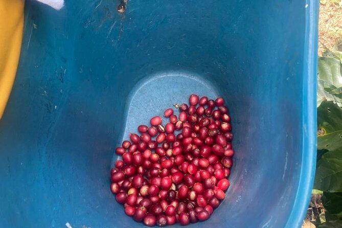 Coffee Farmer for a Day With Lunch Included - What to Expect