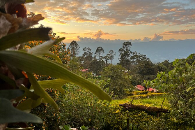 Coffee Lands Birdwatching Tour (Transport + Guiding) - Key Points