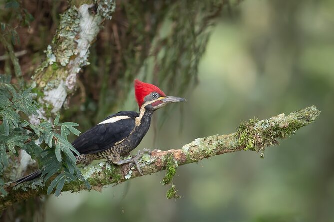 Coffee Lands Birdwatching Tour (Transport + Guiding) - Inclusions