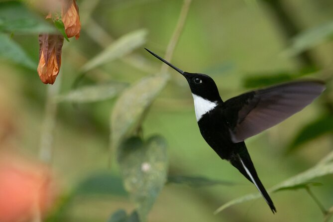 Coffee Lands Birdwatching Tour (Transport + Guiding) - Enjoying Meals and Refreshments