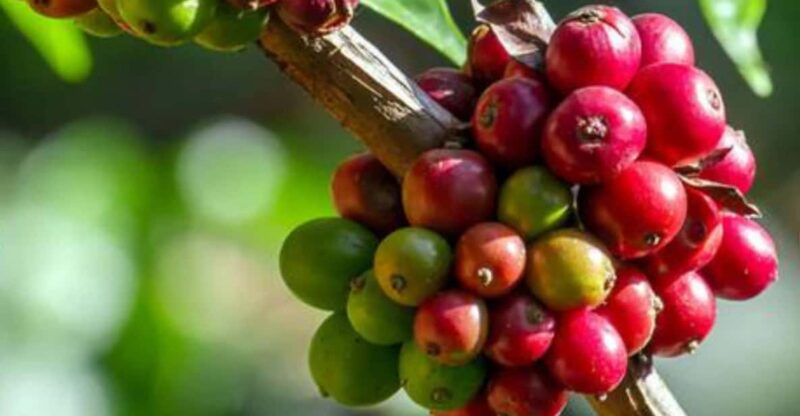 Coffee Lover's Dream Day in Salento Private Full Day - Booking Information