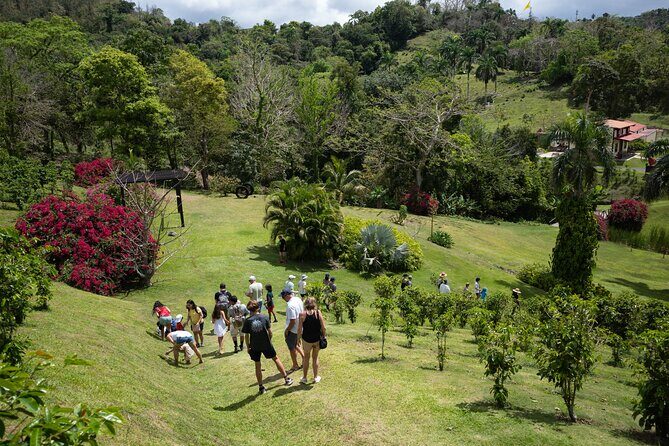 Coffee Plantation and River with Waterfalls in Puerto Rico - Key Points