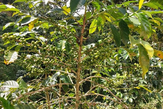 Coffee Plantation Experience - Accessibility Information