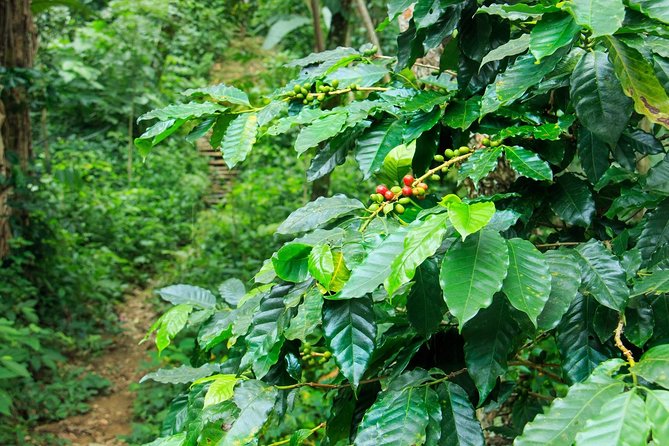 Coffee Plantation Experience - Customer Service Insights