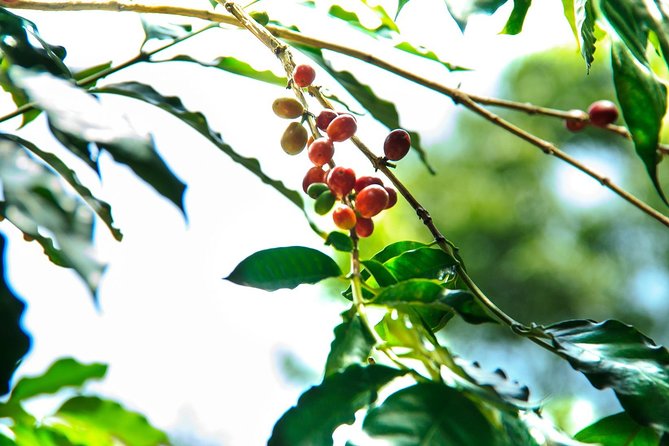 Coffee Plantation Experience - What to Expect