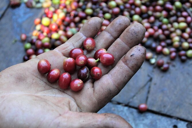 Coffee Plantation Visit and Tasting Activity in Costa Rica - Key Points