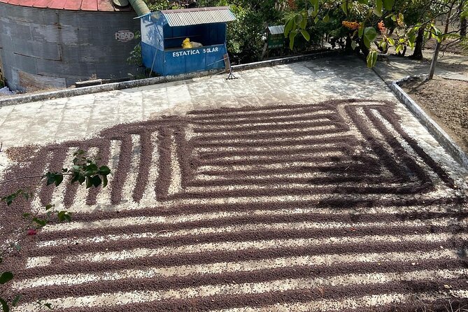 Coffee Plantation Visit and Tasting Activity in Costa Rica - Convenient Transportation and Amenities