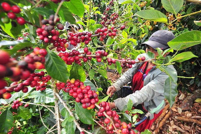 Coffee Plantation Visit and Tasting Activity in Costa Rica - Booking and Cancellation Policy Details