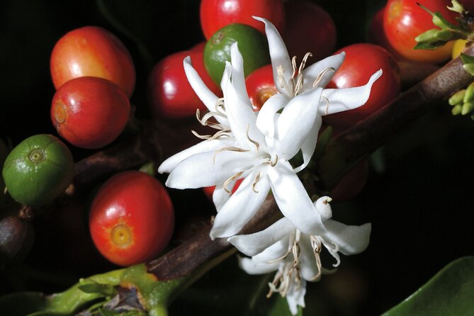 Coffee Plantation Visit and Tasting Activity in Costa Rica - Exploring the Samara Region of Costa Rica