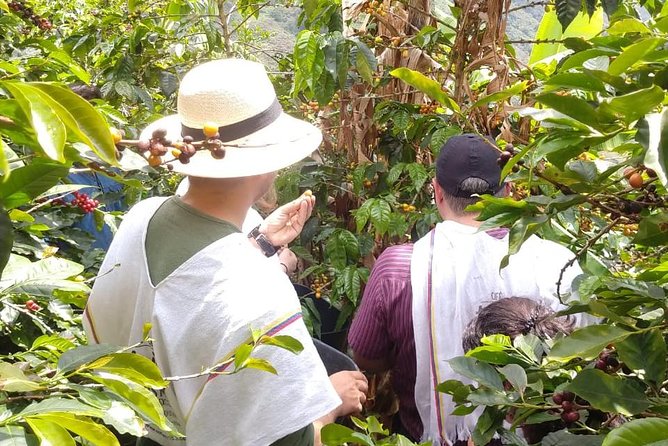 Coffee Tour, a Coffee Between Mountains - Medellín - Key Points