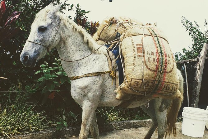 Coffee Tour, a Coffee Between Mountains - Medellín - Transportation Details