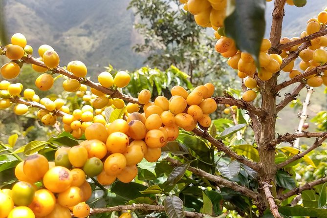 Coffee Tour, a Coffee Between Mountains - Medellín - Booking and Cancellation