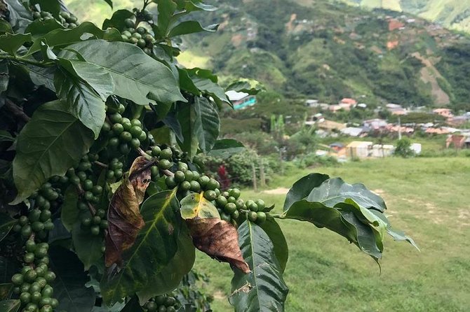 Coffee Tour - All Inclusive - Medellín - Meeting and Pickup Details