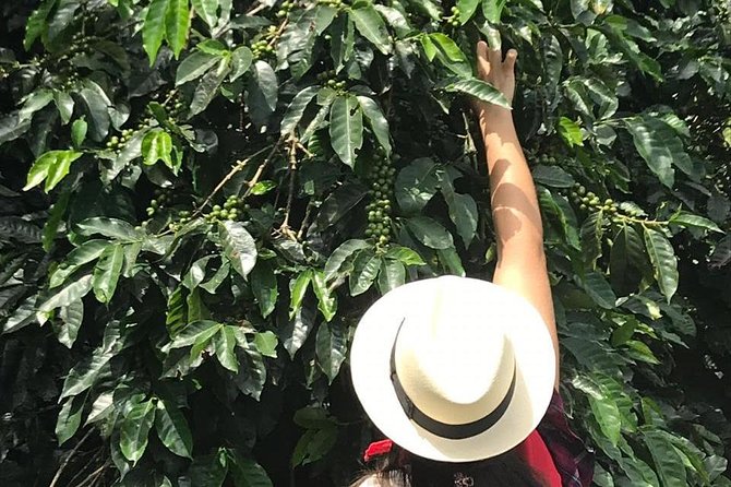 Coffee Tour - All Inclusive - Medellín - Booking Confirmation and Cancellation Policy