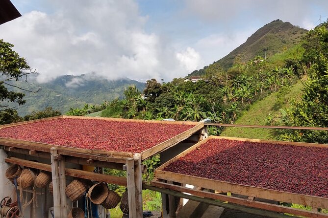Coffee Tour and Lunch in Medellin - Inclusions and Logistics