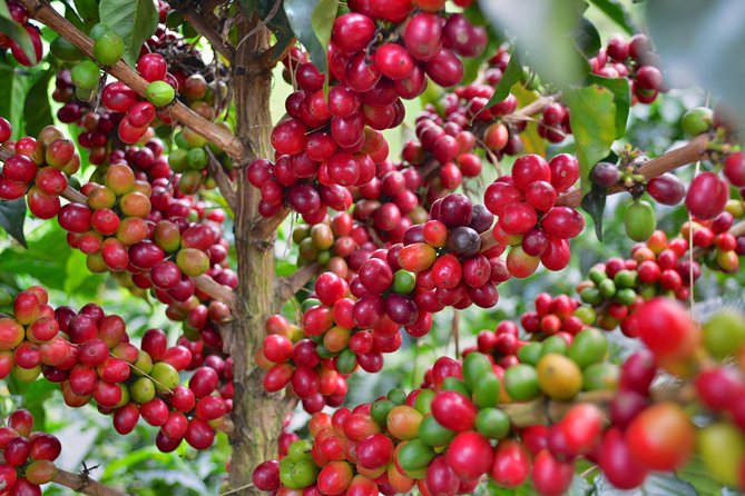 Coffee Tour at the Coffee Farm - Tour Details and Inclusions