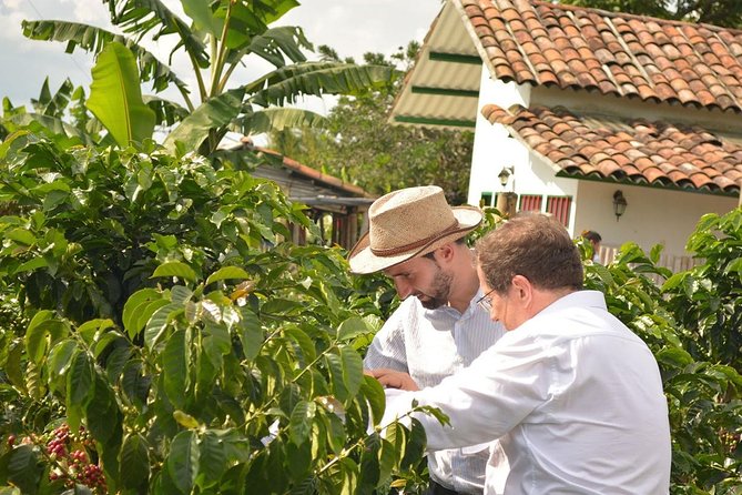 Coffee Tour at the Coffee Farm - Meeting and Pickup Information