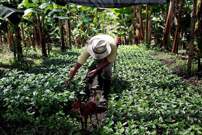Coffee Tour. - Location and Reviews