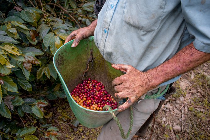 Coffee Tour. - Tour Experience