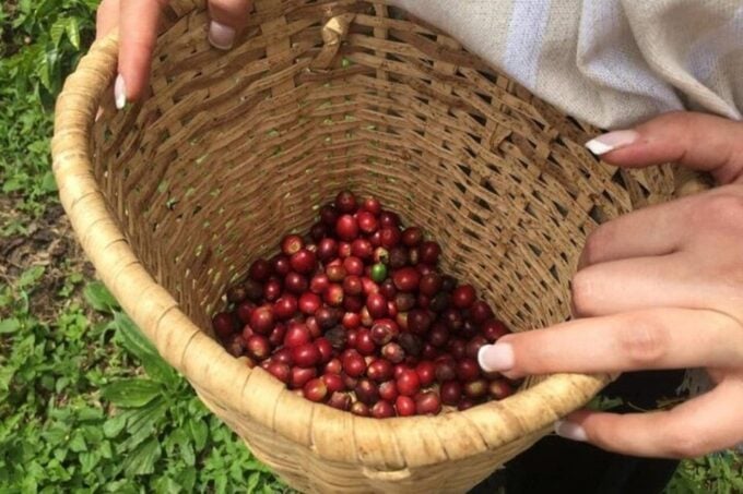 Coffee Tour From Medellin With Lunch and Coffee Tasting - Pickup and Drop-off