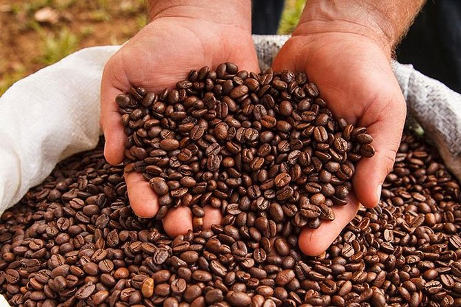 Coffee Tour, Grecia and Sarchi Oxcarts. Private Tour - Key Points