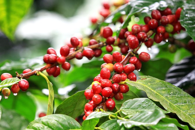 Coffee Tour, Grecia and Sarchi Oxcarts. Private Tour - Souvenir Shopping in Sarchi