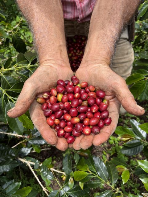 Coffee Tour in Garden Antioquia - From Medellín - Recommendations
