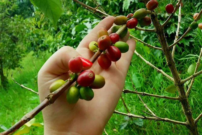 Coffee Tour in Hacienda Coloma in Fusagasugá From Bogotá (Private Tour) - Accessibility and Amenities