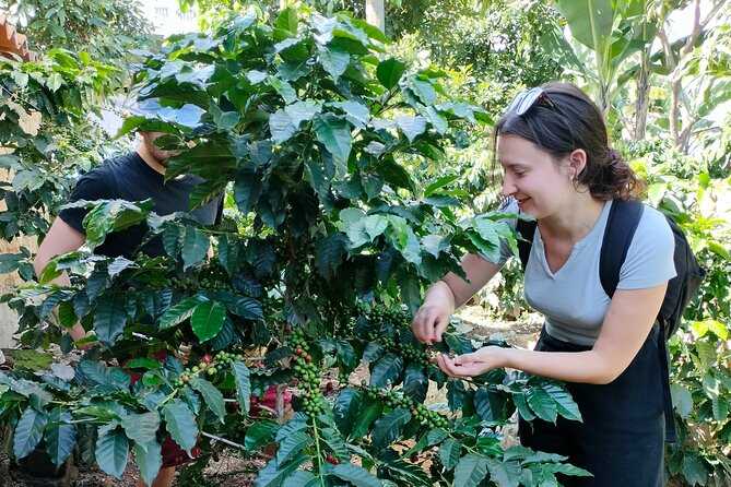Coffee Tour in Lake Atitlán - Key Points