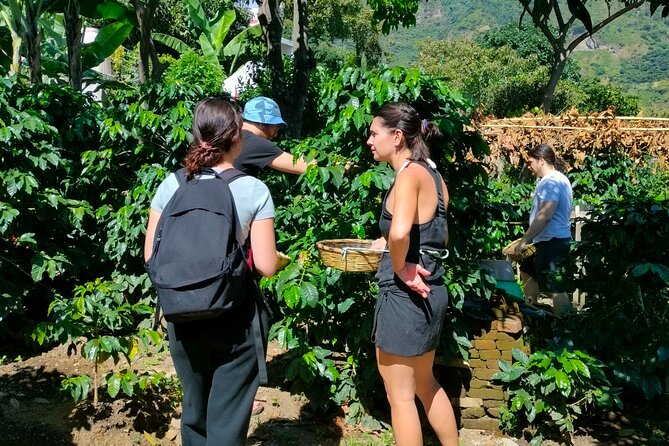 Coffee Tour in Lake Atitlán - Tour Highlights