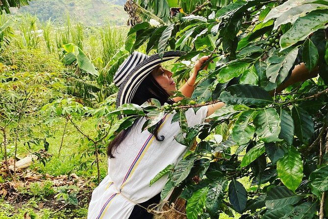 Coffee Tour in Medellín With Tastings and Transportation - Meeting and Pickup Information