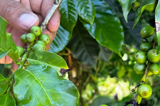 Coffee Tour in Sacatepéquez With Tasting - Connecting With Local Growers