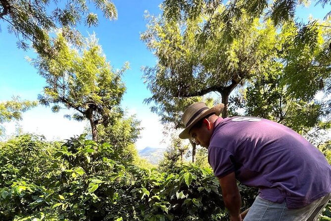 Coffee Tour in Sacatepéquez With Tasting - Coffee Tasting and Brewing