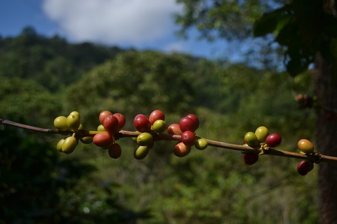 Coffee Tour La Victoria and Waterfalls in Minca - Private Tour - Inclusions