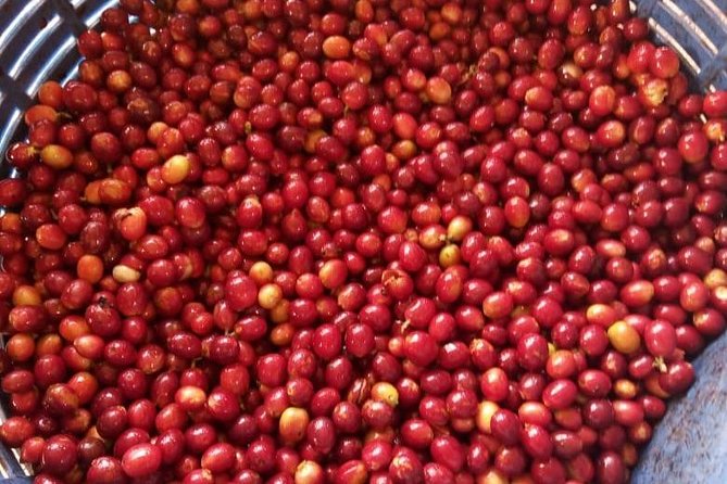 Coffee Tour Los Sauces - Pricing and Booking