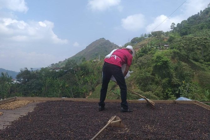 Coffee Tour Medellin - Coffee Farm Experience