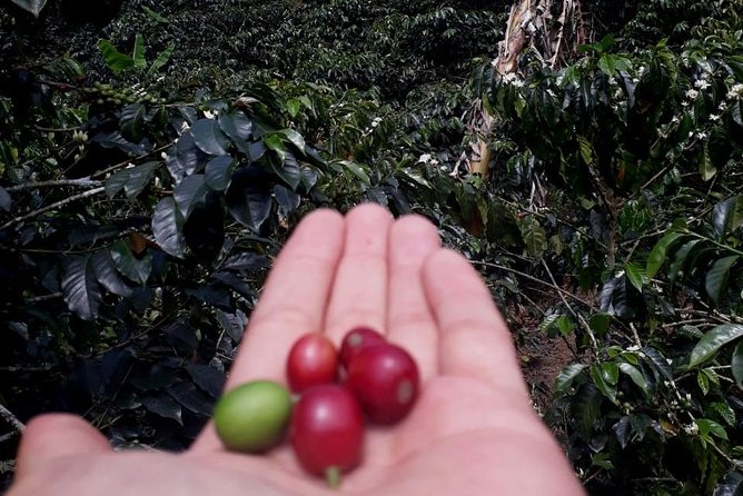 Coffee Tour Medellin - Highlights of the Tour