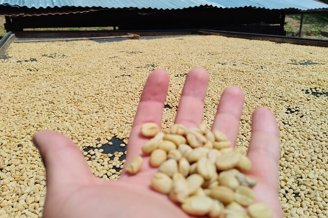 Coffee Tour Medellin - Pickup and Meeting Details