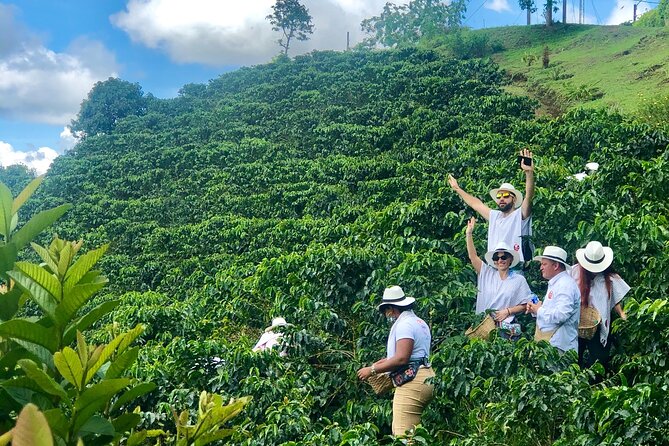 Coffee Tour - Mountains, Delicious Cups and Smiles - Discovering the Vibrant Pereira Landscape
